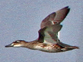 Garganey